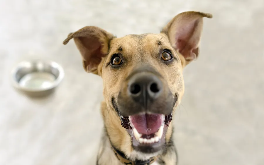 Who Is Responsible for the Costs of a Dog Bite Injury?