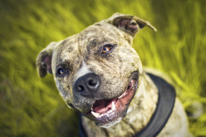 Contact the St. Louis dog bite injury attorneys at the Bruning Law Firm today.