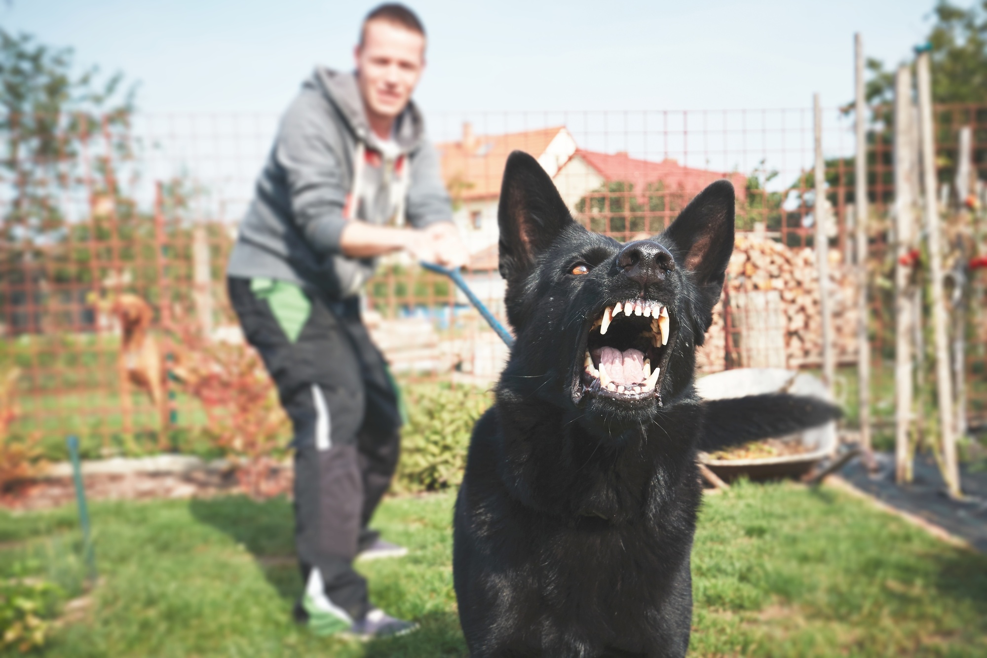 Dog Bite Lawyer: What Kind of Lawyer Do I Need for a Dog Bite? | The  Bruning Law Firm
