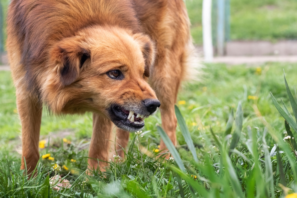 Dog showing signs of aggression outdoors, representing situations that may lead to dog bite injuries and liability claims.