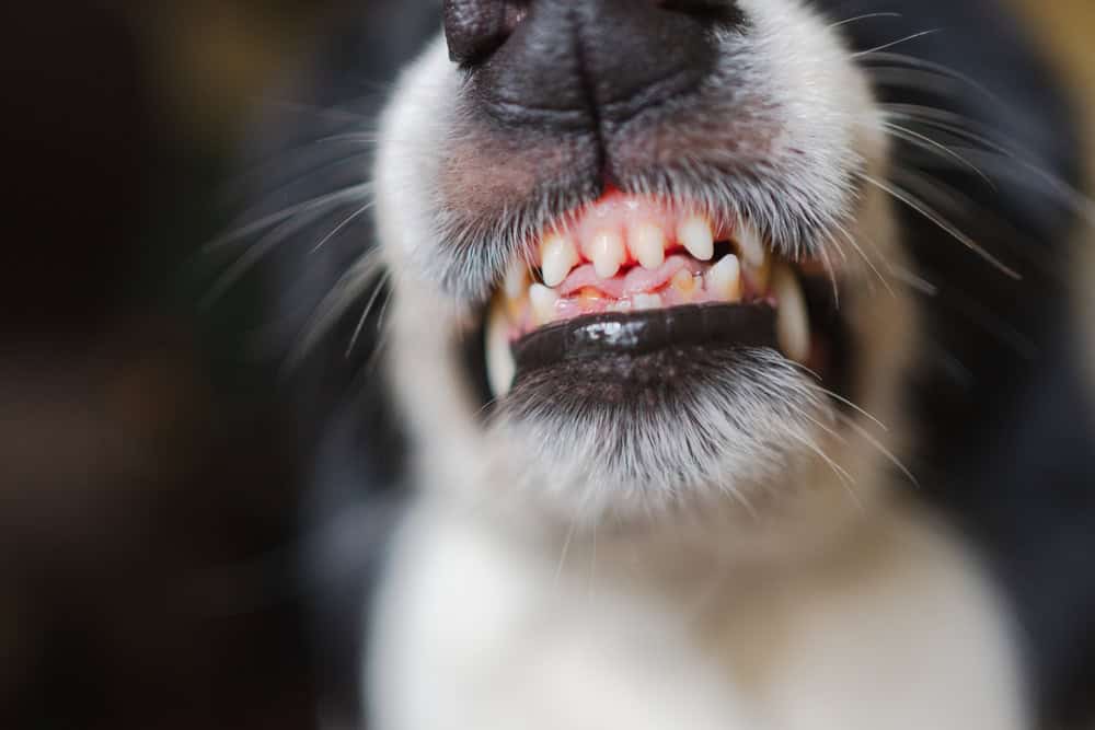 Can I Claim Compensation for a Dog Bite?