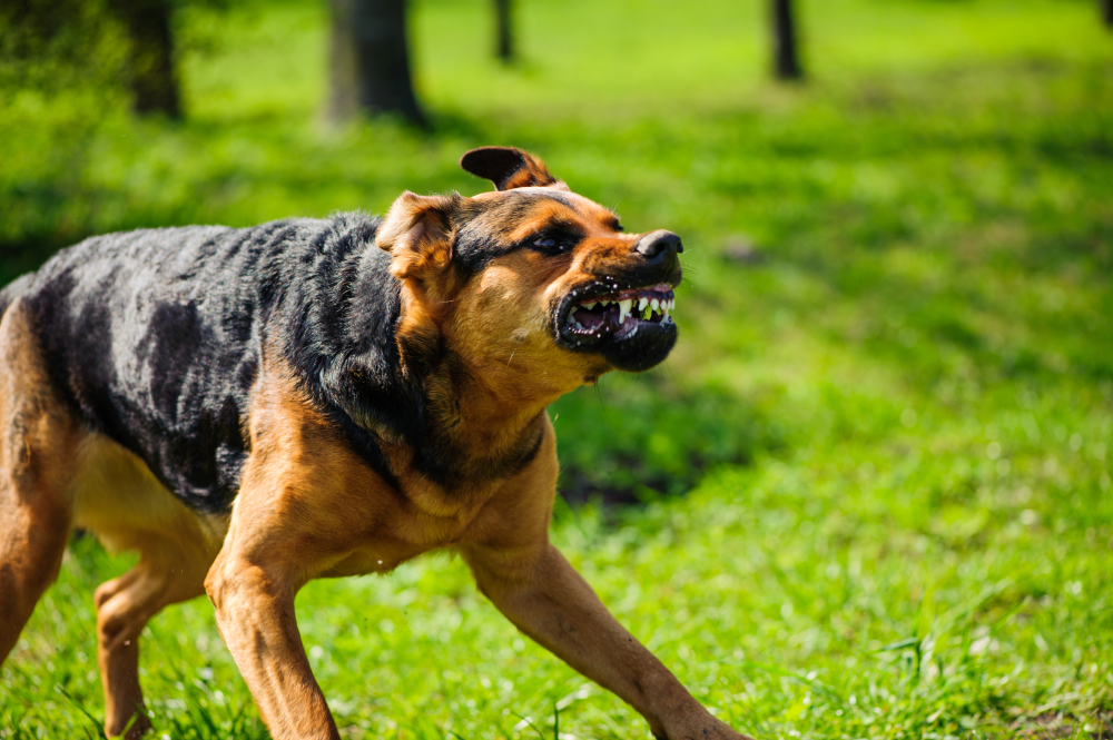 Aggressive dog running with teeth bared, representing a potential dog bite attack and strict liability scenarios.
